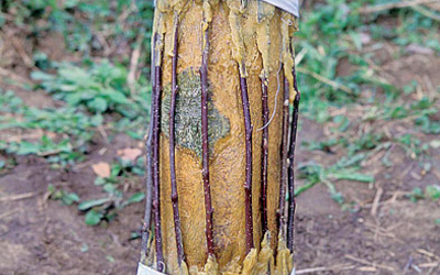 Прививка мостиком