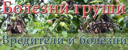 Болезни груши