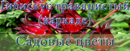 Гибискус травянистый