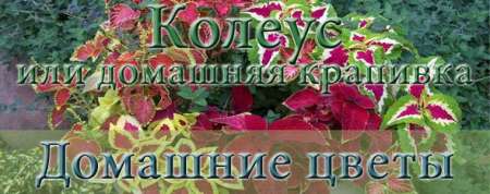 Колеус комнатная крапивка COLEUS