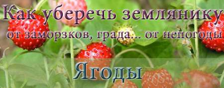 Выращивание земляники во время заморозков и засухи