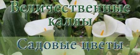 Выращивание каллы